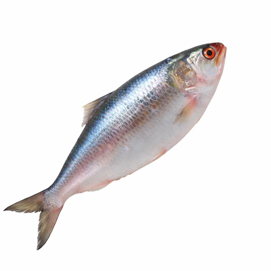 পদ্মার ইলিশ